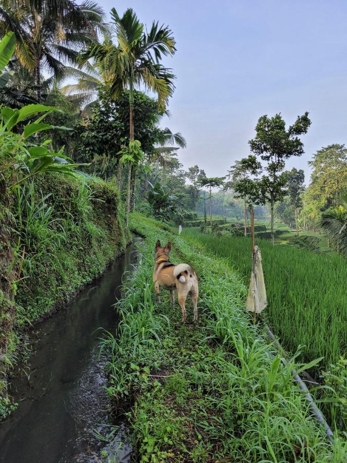 Hotel Les Rizieres Lombok - Tetebatu Zewnętrze zdjęcie